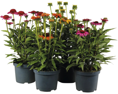 Set mit vier Echinacea Stauden in Kunststofftöpfen mit bunten Blüten für den Garten