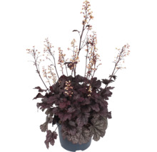 Purpurglöckchen Heuchera Pflanze mit dunklen Blättern und zarten Blüten in einem Kunststofftopf