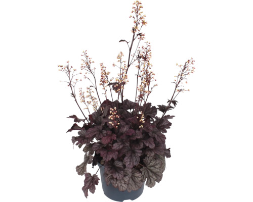 Purpurglöckchen Heuchera Pflanze mit dunklen Blättern und zarten Blüten in einem Kunststofftopf