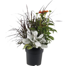 Blumenarrangement in schwarzem Kunststofftopf mit Ziergras, Sonnenhut und Woll-Ziest für den Außenbereich.
