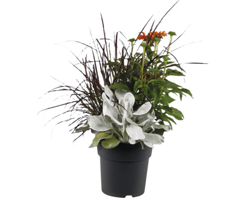 Blumenarrangement in schwarzem Kunststofftopf mit Ziergras, Sonnenhut und Woll-Ziest für den Außenbereich.