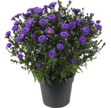 Blühende Aster im schwarzen Kunststofftopf