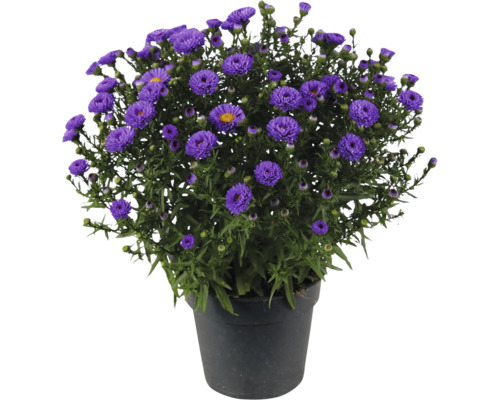 Blühende Aster im schwarzen Kunststofftopf