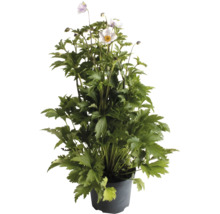 Herbst-Anemone in einem Kunststofftopf mit grünen Blättern und zarten Blüten.