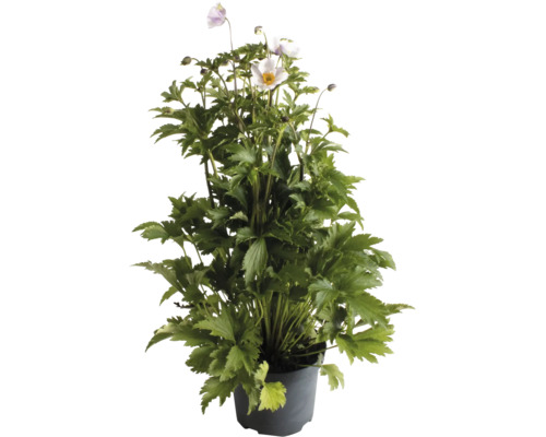 Herbst-Anemone in einem Kunststofftopf mit grünen Blättern und zarten Blüten.