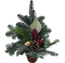 Weihnachtsgesteck in einem Topf mit Tannenzweigen, einem Tannenzapfen und dekorativen Elementen aus Naturmaterialien.