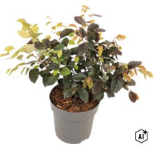 Loropetalum chinense Riemenblüte als Zierstrauch in einem Kunststofftopf (Image AI modified or generated)