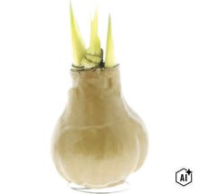 Amaryllis Blumenzwiebel mit grünen Trieben (Image AI modified or generated)