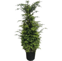 Eine immergrüne Eibe in einem schwarzen Pflanztopf als dekorative Gartenpflanze