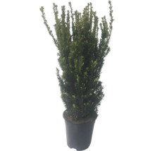 Eine Eibe in einem schwarzen Kunststofftopf fuer die Gartengestaltung