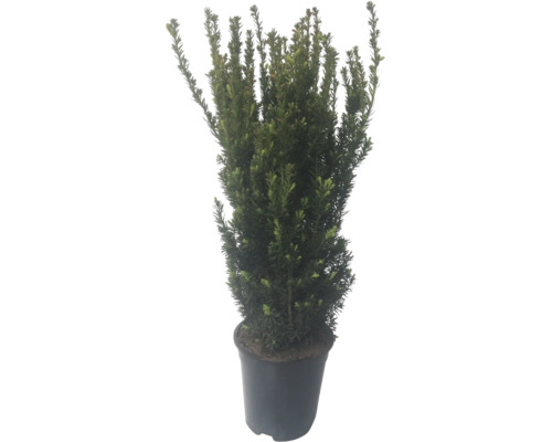 Eine Eibe in einem schwarzen Kunststofftopf fuer die Gartengestaltung