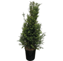 Eine immergrüne Eibe Taxus baccata im schwarzen Kunststofftopf