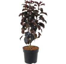 Zierapfelbaum mit dunkelblättrigem Laub in einem schwarzen Pflanztopf mit Substratfüllung.