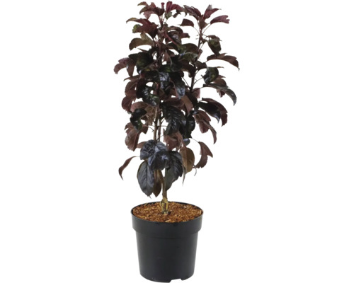 Zierapfelbaum mit dunkelblättrigem Laub in einem schwarzen Pflanztopf mit Substratfüllung.