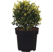 Ilex crenata Japanische Stechpalme in einem Kunststofftopf als Gartenpflanze