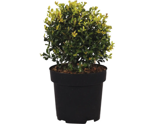 Ilex crenata Japanische Stechpalme in einem Kunststofftopf als Gartenpflanze