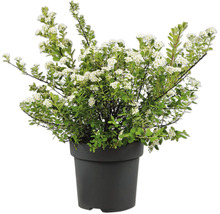 Spierstrauch mit weißen Blüten in einem schwarzen Kunststofftopf