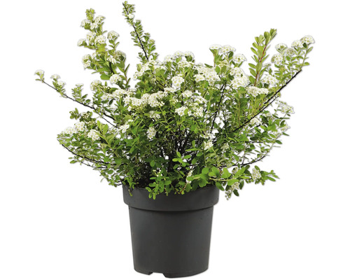 Spierstrauch mit weißen Blüten in einem schwarzen Kunststofftopf
