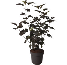 Blasenstrauch Physocarpus opulifolius mit dunkelblättrigem Laub in einem Kunststofftopf für den Garten