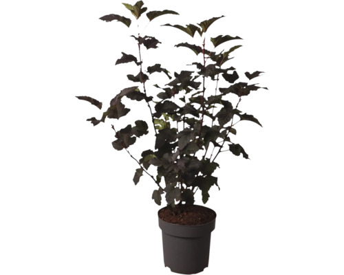Blasenstrauch Physocarpus opulifolius mit dunkelblättrigem Laub in einem Kunststofftopf für den Garten