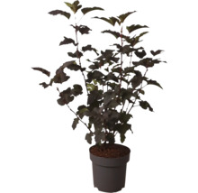 Physocarpus opulifolius Diabolo Blasenspiere Strauch im Topf