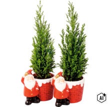 Zwei Zypressen in Blumentöpfen mit Weihnachtsmannfiguren als Dekoration (Image AI modified or generated)