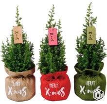 Drei kleine Koniferen in Jutetaschen mit Merry Christmas Aufdruck und Geschenkanhänger als Weihnachtsdekoration. (Image AI modified or generated)