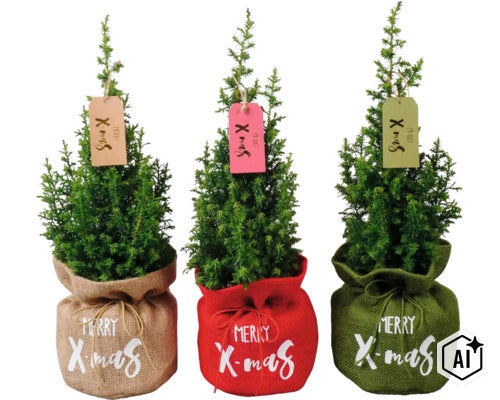 Drei kleine Koniferen in Jutetaschen mit Merry Christmas Aufdruck und Geschenkanhänger als Weihnachtsdekoration. (Image AI modified or generated)