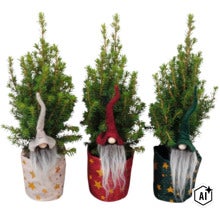 Drei kleine Koniferen im Topf als Weihnachtsdekoration mit Wichtelfiguren und Sternenmuster (Image AI modified or generated)