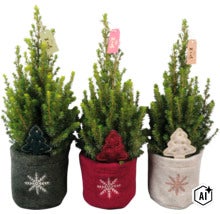 Drei kleine Koniferen in Filztöpfen mit Schneeflockenstickerei und weihnachtlicher Dekoration (Image AI modified or generated)