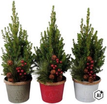 Drei kleine künstliche Weihnachtsbäume in verzierten Metalltöpfen mit Beeren und Glocken dekoriert. (Image AI modified or generated)