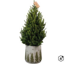 Kleine Konifere als Weihnachtsbaum im dekorativen Topf mit Tannenmuster und Schneeflockenmotiv. (Image AI modified or generated)