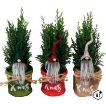 Drei kleine Koniferen in Jutetöpfen mit dekorativen Weihnachtswichteln und Merry Christmas Schriftzug als festliche Weihnachtsdekoration. (Image AI modified or generated)
