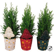 Drei kleine Zypressen in Blumentöpfen mit weihnachtlichem Sternenmuster und Filzdekoration in Form von Weihnachtsbäumen. (Image AI modified or generated)