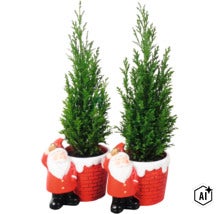 Zwei Zypressen in Töpfen mit Weihnachtsmann Motiv als Dekoration (Image AI modified or generated)