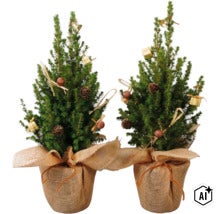 Zwei kleine dekorierte Tannenbäume in Jutesäcken für die Weihnachtsdekoration (Image AI modified or generated)