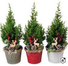 Drei kleine Koniferen in verzierten Töpfen mit Weihnachtsdekoration wie Holzrentieren und Tannenzapfen. (Image AI modified or generated)