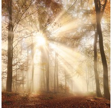 Sonnendurchfluteter Waldweg im Herbst
