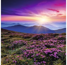 Blumenwiese in den Bergen bei Sonnenaufgang