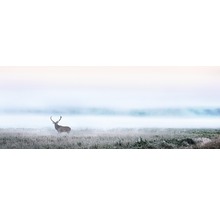 Glasbild Deer in the fog 30x80 cm