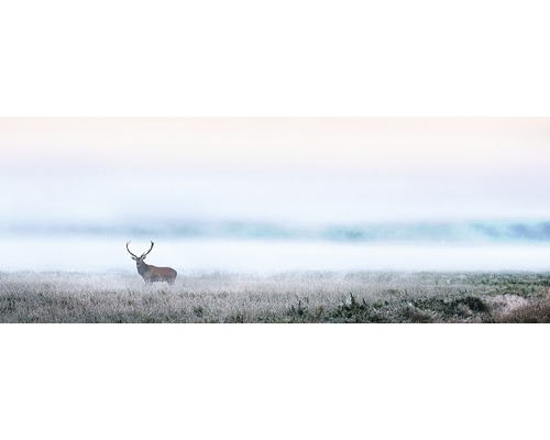 Glasbild Deer in the fog 30x80 cm