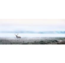 Glasbild Deer in the fog 50x125 cm
