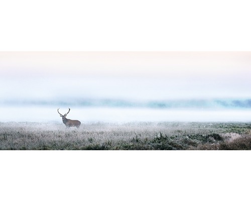 Glasbild Deer in the fog 50x125 cm