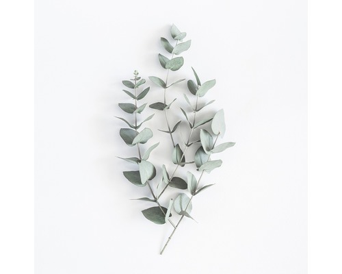 Glasbild Eucalyptus V 50x50 cm