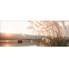 Schilfgras am See bei Sonnenuntergang