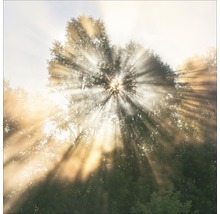 Sonnenstrahlen durchdringen die Baumkronen im Wald