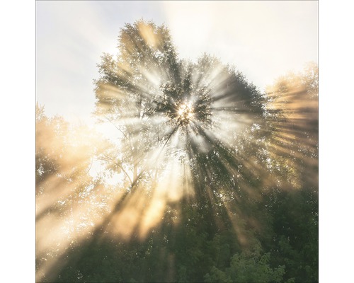 Sonnenstrahlen durchdringen die Baumkronen im Wald