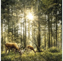 Zwei Rehe grasen im Wald bei Sonnenschein.