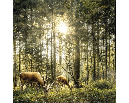 Glasbild Deers in the forest 50x50 cm