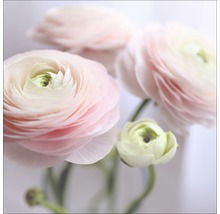 Nahaufnahme von rosa Ranunkelblüten